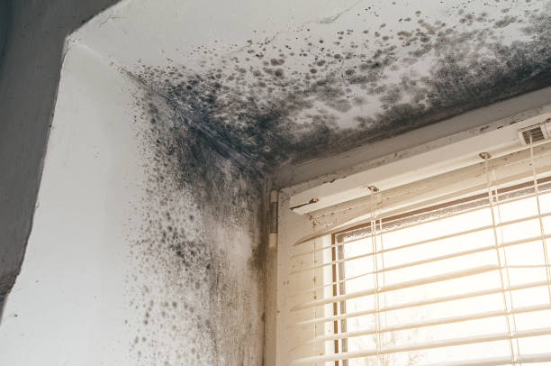 Affordable Black Mold Remediation solutions in Edenton, NC